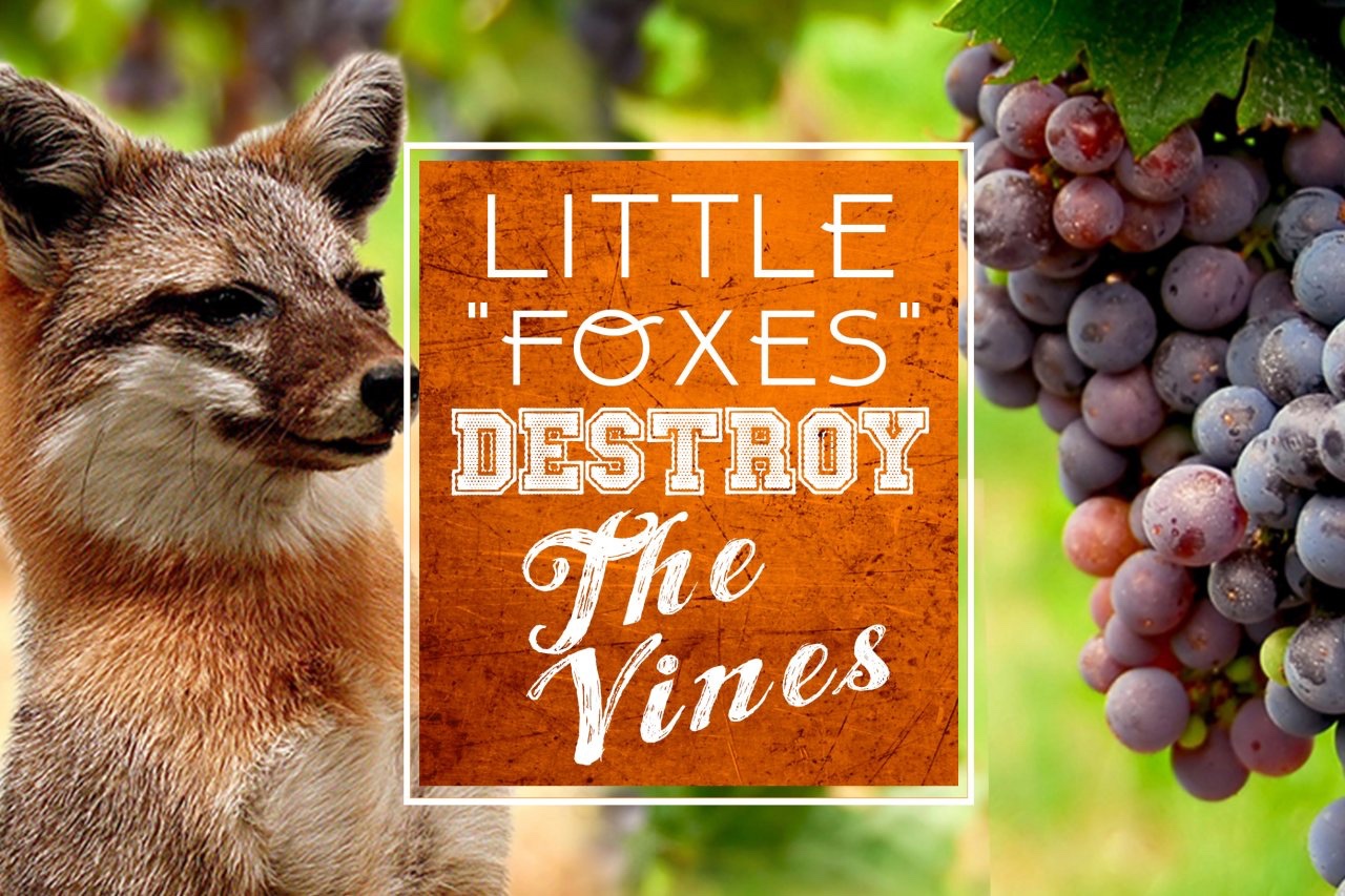 Little Foxes and Vineyards
